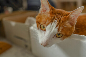茶白の猫の顔のアップ