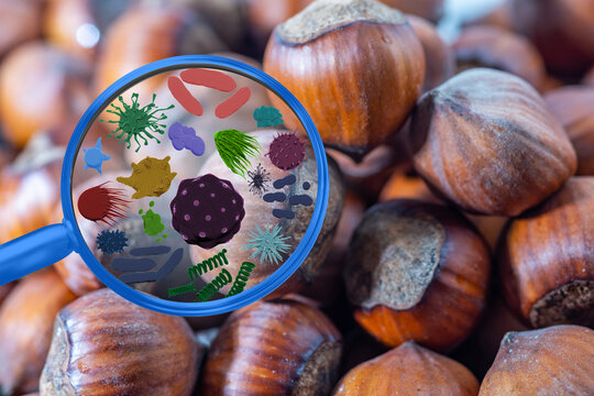 Magnifying lens with simulated germs, viruses, bacteria, food allergy concept. Hazelnuts in the shell. Round filbert, ripe fruit of a Corylus avellana hazel shrubs