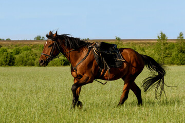 A bay horse wearing a harness on a green field. The stallion is brown in nature.