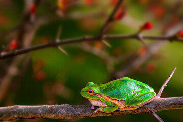 Tree Frog
