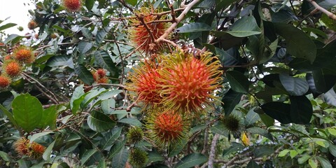 Fresh rambutan