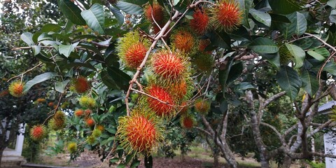 Fresh rambutan