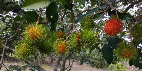 Fresh rambutan fruit that is still green
