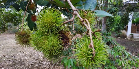 Fresh rambutan fruit that is still green