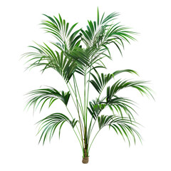 Fototapeta premium Kentia Palm isolated on transparent background, perfect for terrariums, vertical gardens, exotic plant collections, interior decor, and botanical art