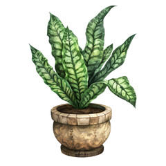 Fototapeta premium Rattlesnake Plant isolated on transparent background, perfect for terrariums, vertical gardens, exotic plant collections, interior decor, and botanical art