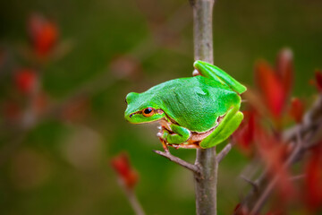 Tree Frog