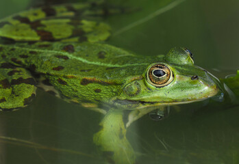 Nahaufnahme eines grünen Frosches im Teich	
