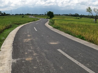 Asphalt road in the middle of rice fields