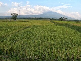 Green rice fields in the morning, Green rice plants in the expanse of rice fields