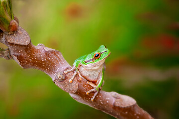 Tree Frog