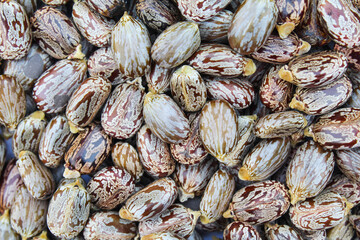 Ricinus communis or castor seeds close-up view 