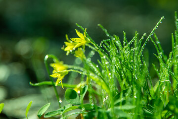 Forest wild flower Gagea minima or yellow star. Dew on green grass. Fresh nature. Drops water background