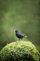 A Common starling sits atop a green bush and holds the insect in its bill with a green background on a cloudy spring day. 