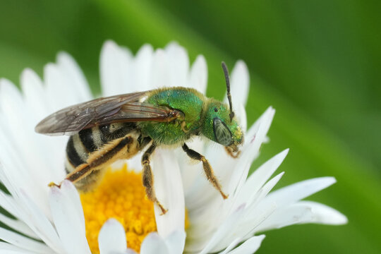 Closeup on a colorful North American green metallic sweat bee, Agapostemon viresecens from Oregon, USA