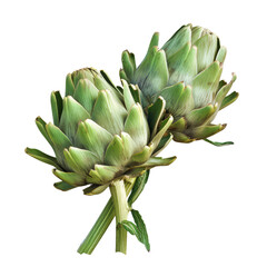 Fototapeta premium Fresh green artichokes, isolated on a transparent background.. Perfect for healthy food, vegetable, and gourmet cooking concepts.