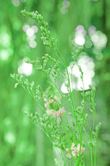 Closeup Dry  Grass Flowers with Bokeh background - vintage Patterns Green color