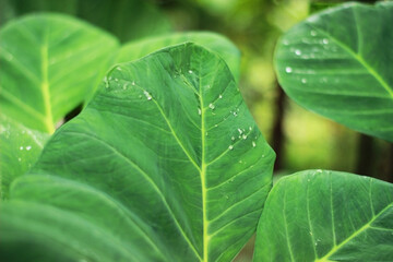 Green taro leaves