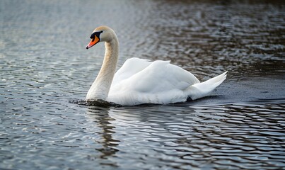 Fototapeta premium A swan is gliding across the lake, Generative AI 