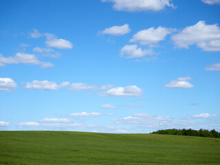 Horizon. Green field, blue sky and white clouds.