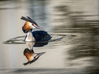 Great Crested Grebe on water