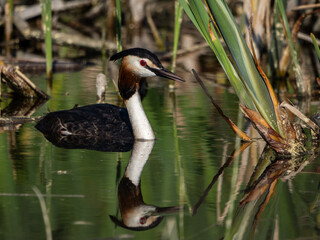 Great Crested Grebe on water