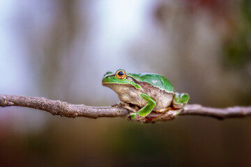 Tree Frog