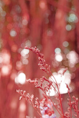 Closeup Dry  Grass Flowers with Bokeh background - vintage Patterns Red color