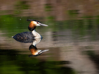 Great Crested Grebe on water
