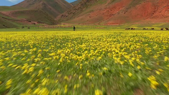 A lone horse grazes on a green field covered with yellow flowers. A green meadow with yellow spring crocus flowers. A herd of cows and horses graze in the distance. Beautiful mountain summer landscape
