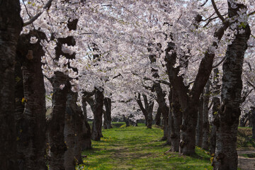 五稜郭公園の春