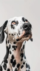 A close-up portrait of a Dalmatian dog with black spots against a white background