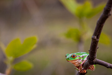 Tree Frog