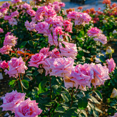 バラの花のクローズアップ