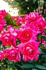 バラの花のクローズアップ