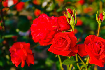 バラの花のクローズアップ