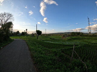 A beautiful view of green rice fields and bright blue skies in Banda Aceh, Indonesia.