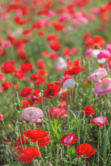 真っ赤なポピー畑
