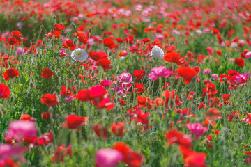 真っ赤なポピー畑
