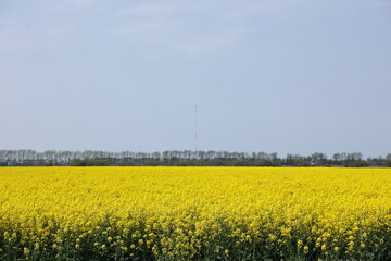 満開時期を迎えた畑作地帯のアブラナ畑
