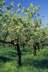 A serene orchard in full bloom, with trees laden with fruits and a clear blue sky. The scene is peaceful and bountiful.