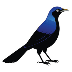 Solid color Common Grackle animal vector design