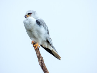 Elanus leucurus - White-tailed Kite