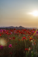 夕陽に染まるポピー