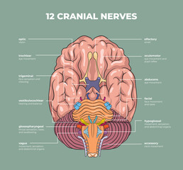 illustration of cranial nerves diagram