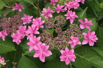 Naklejka premium 赤紫色のアジサイの花 横型