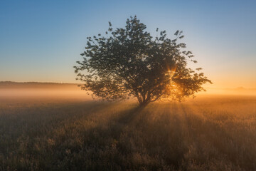 Promienie © R.Jaszczynski