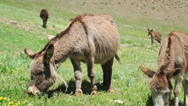 Close-up of two donkeys eating green grass in the mountains of Kyrgyzstan. The concept of cattle breeding. Wild animals graze in a green meadow. Serenity and tranquility.