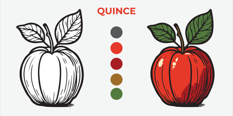 Black and White Vector Illustration of a quince for Coloring Book with color sample. 