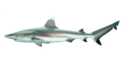 Obraz premium A crystal-clear image of a reef shark, with its smooth skin and elegant movement, set against a pure white background